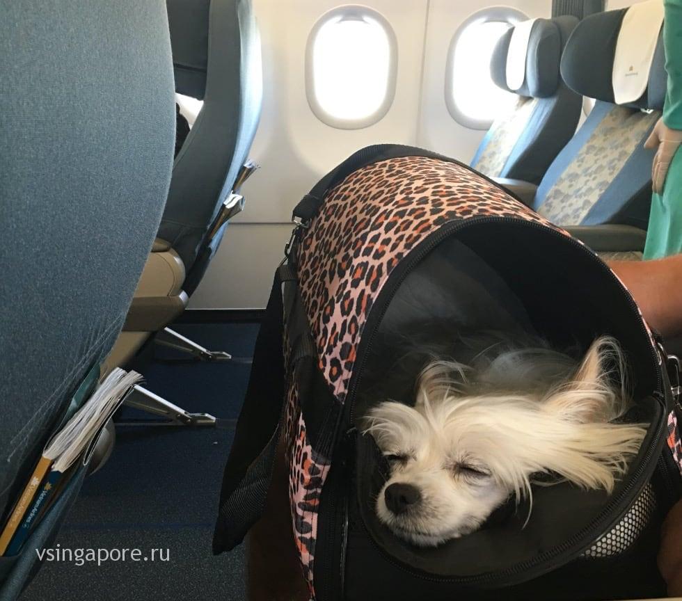 Собака в самолете